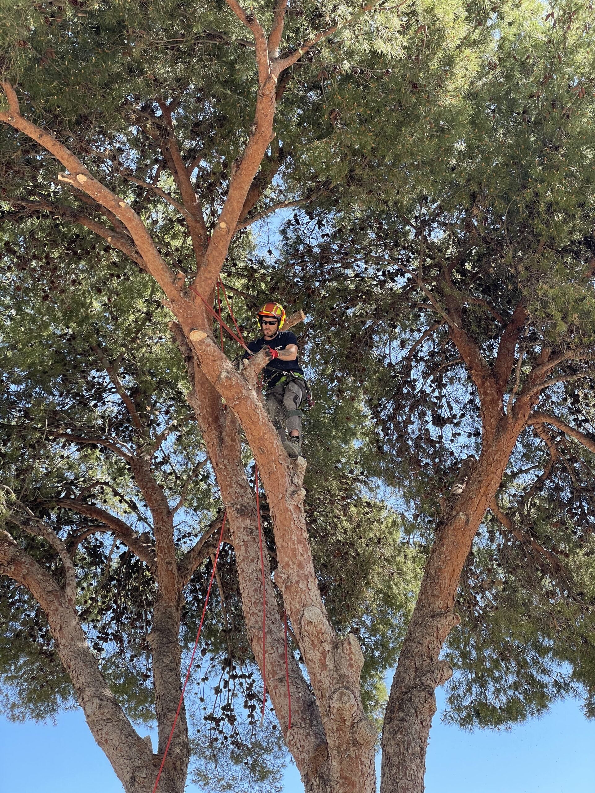 poda y tala de arboles y palmeras poda y tala de arboles y palmeras